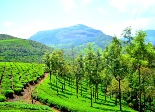 Hills & Houseboat: Munnar and Alleppey Honeymoon Package 6 Days & 5 Nights